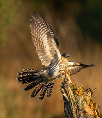 Common cuckoo - Cuculus canorus