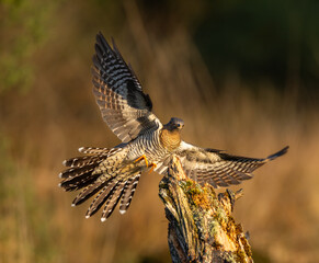 Common cuckoo - Cuculus canorus