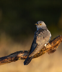 Common cuckoo - Cuculus canorus