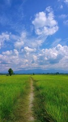 Obraz premium Serene path through a vibrant green field under a bright, cloudy sky