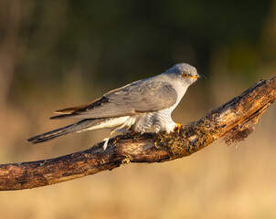 Common cuckoo - Cuculus canorus