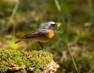 Common redstart - Phoenicurus phoenicurus