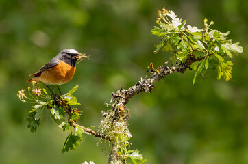 Common redstart - Phoenicurus phoenicurus