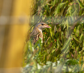 Corncrake - Crex crex