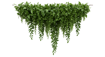 Hanging green plant isolated on transparent background, adding a touch of nature to any space, perfect for decoration and bringing life indoors