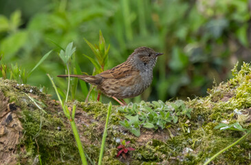 Dunnock - Prunella modularis
