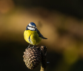 Eurasian bluetit - Cyanistes caeruleus