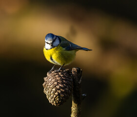 Eurasian bluetit - Cyanistes caeruleus
