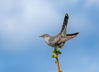 Eurasian cuckoo - Cuculus canorus