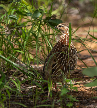 Crested francolin - Ortygornis sephaena