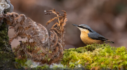 Eurasian nuthatch - sitta europaea