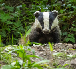 European badger - Meles meles