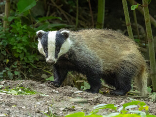 European badger - Meles meles