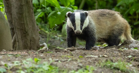 European badger - Meles meles