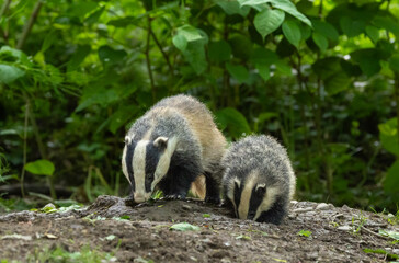 European badger - Meles meles © David