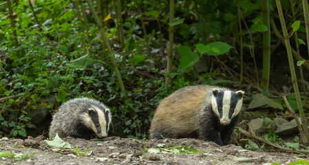 European badger - Meles meles © David