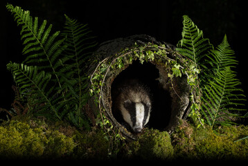 European badger - Meles meles © David