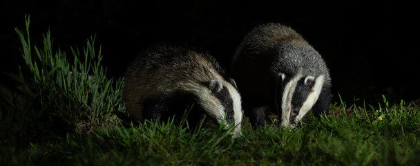 European badger - Meles meles © David