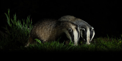 European badger - Meles meles © David