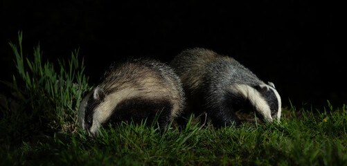 European badger - Meles meles © David