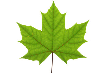 Isolated green maple leaf is a common natural element of tree foliage for seasonal designs