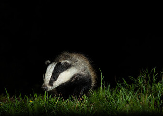 European badger - Meles meles © David