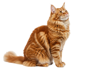 Isolated red tabby Maine Coon cat sitting, looking up, fluffy ginger fur, attentive