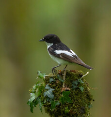 European pied flycatcher - Ficedula hypoleuca