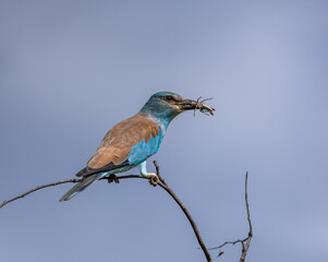 European roller - Coracias garrulus