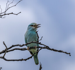 European roller - Coracias garrulus