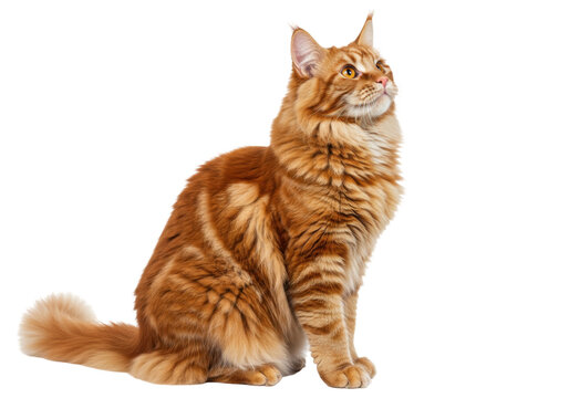 Isolated red tabby Maine Coon cat sitting, looking up, fluffy ginger fur, attentive