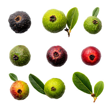 Farkleberry A Set of Natural Fruits from Young to Ripe Realistic Isolated PNG