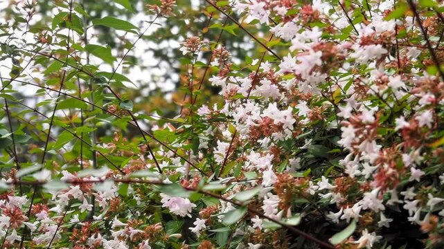 Hawk-moth hovering and feeding with proboscis on pink tubular flowers of *Vesalea grandifolia* in Tbilisi Botanical Garden, static 4K slow motion.  
