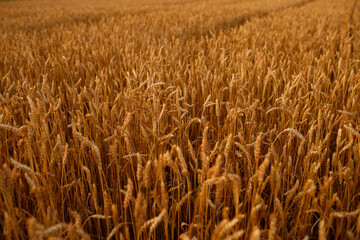 a field with a ripe crop. A field of golden wheat. cereals