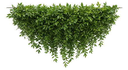 Obraz premium Lush green wisteria vine cascading down, creating a natural and elegant display isolated on transparent background perfect for adding a touch of nature