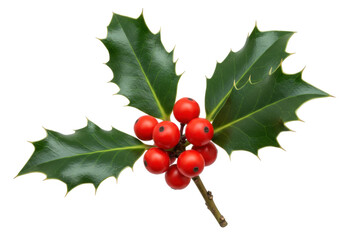 Isolated sprig of Christmas holly, evergreen leaves, and red berries on a sprig, traditional