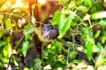 Black tomato fruits on green bushes. Tomato variety, close-up