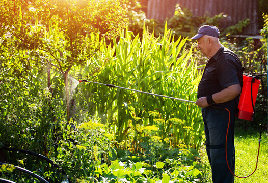 A male summer resident with a red modern sprayer treats tomatoes in the summer to stimulate growth and fruiting. Copy space for text, industry