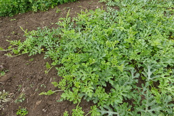 Watermelon plant vines growing in garden soil