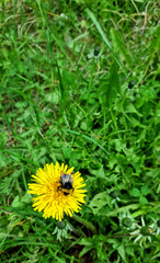Bumblebee pollinates a flower of burdock in the garden. Close-up, selective focus
