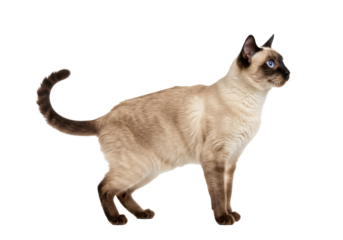 Isolated Siamese cat, standing, looking to the right, purebred pet with piercing blue eyes