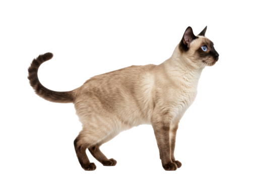 Isolated Siamese cat, standing, looking to the right, purebred pet with piercing blue eyes