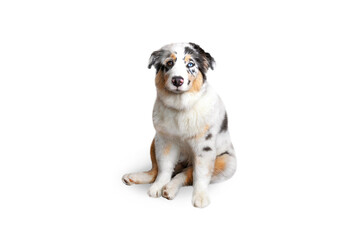 Aussie Australian Shepherd dog in blue marble color and different eye color sits isolated on transparent or white background
