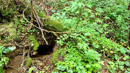 Dangerous hole in the forest. A beaver hole in the ground.