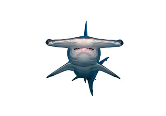 Isolated hammerhead shark swimming toward the viewer, an apex predator marine animal.