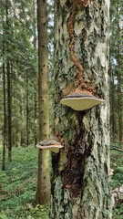 Fomes fomentarius Fungi, Hooves, Stuffed mushrooms growing on a tree in the forest. Selective focus