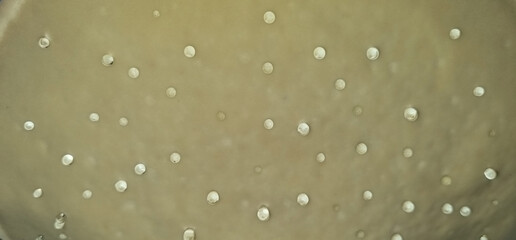 Fomes fomentarius Fungi, Hooves, Stuffed mushrooms growing on a tree in the forest. Selective focus © iuliiawhite