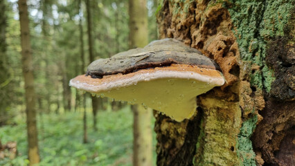 Fomes fomentarius Fungi, Hooves, Stuffed mushrooms growing on a tree in the forest. Selective focus