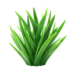 Vibrant green ornamental grass plant on transparent background