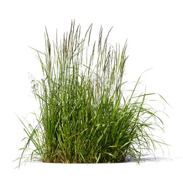Ornamental wild grass from the reed grass family isolated on white and transparent background